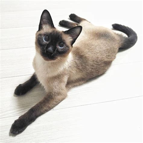 17 Hq Photos How Long Do Siamese Cats Live 5 Things To Know About