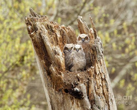Great Horned Owlets Photograph By Joshua Clark