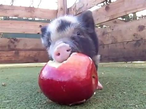 Are Apples Good For Pigs Tips And Cautions Animal World Facts