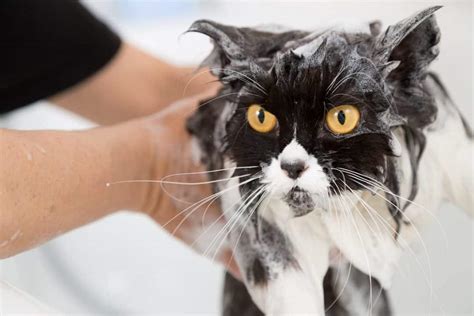 Can You Wash Cats With Dish Soap Is It Safe FAQcats Com