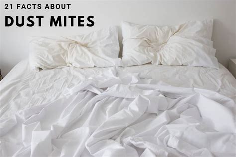 How To Prevent Dust Mites In Bedding Rotu