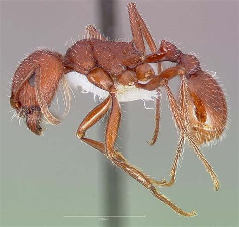 Western Harvester Ant Pogonomyrmex Occidentalis Insect