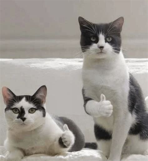 2 Cats Thumbs Up Rmemetemplatesofficial
