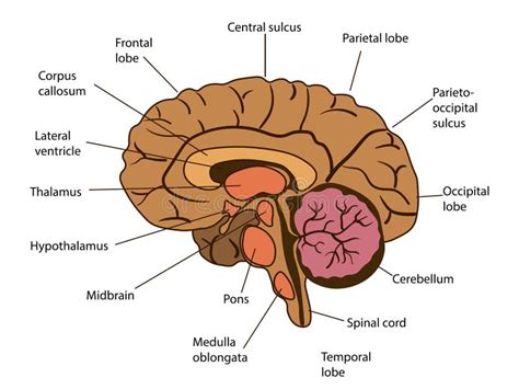 Ilustraci N Aislada Vectorial De Componentes Cerebrales En Cabeza Humana Anatom A Detallada Del