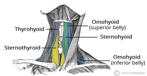 The Infrahyoid Muscles Attachments Teachmeanatomy
