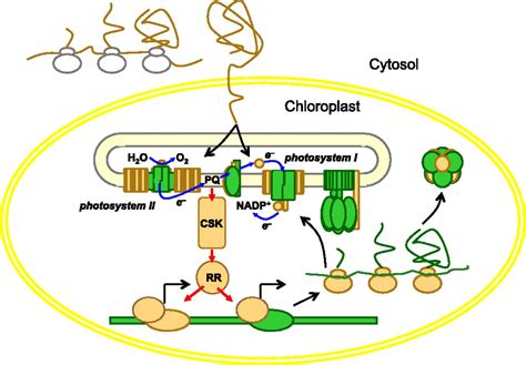 Why Chloroplasts And Mitochondria Retain Their Own Genomes And Genetic Systems Colocation For