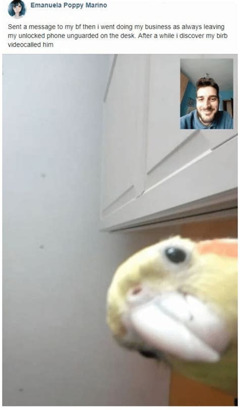 Hello This Is Birb 9gag