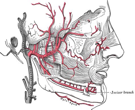 Arteria Maxillaris Ars Neurochirurgica