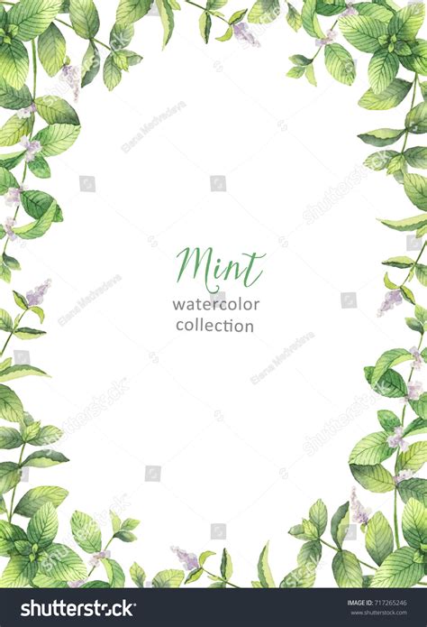 Watercolor Frame Mint Branches Isolated On Stock Illustration 717265246
