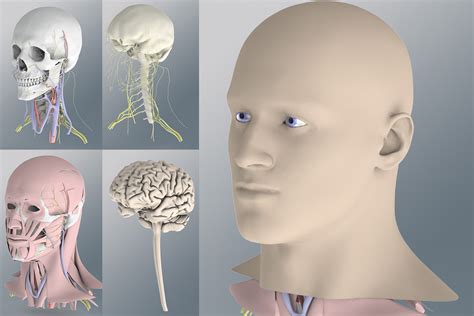 Zygotesolid 3d Human Anatomy