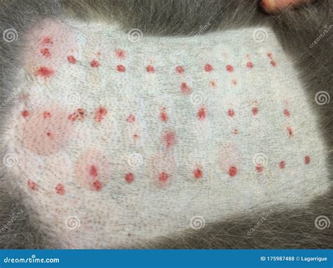 Are There Allergy Tests For Dogs