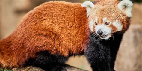 Journée Conservation Spéciale Pandas Roux Au Parc De Branféré Kidiklik