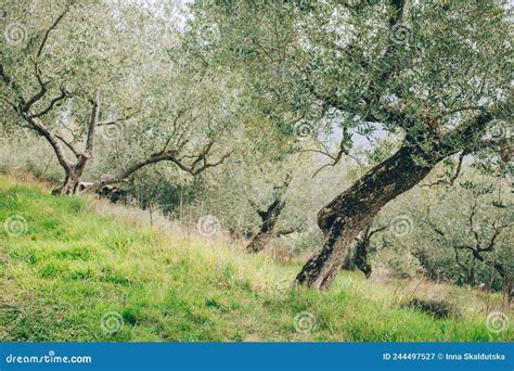 Beautiful Old Olive Trees In A Spring Garden Stock Image Image Of