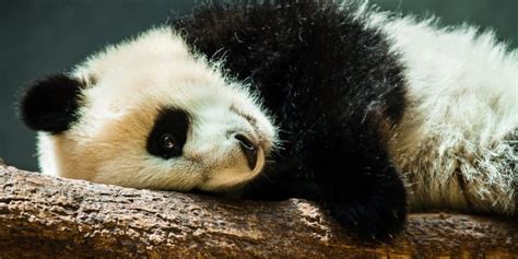 Chinas Giant Panda No Longer Endangered