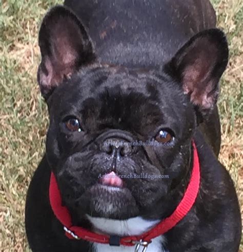 Here is the list of colors accepted by the akc: French Bulldog Colors - Arlees French Bulldogs