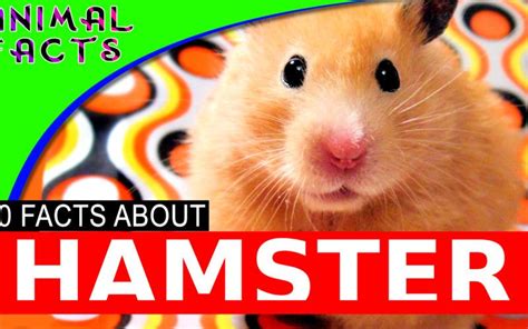 Right here, in the critter squad kids' zone! Hamster Facts and Information for Kids #hamster | Animal ...