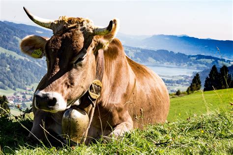 Allgäu Kuh Weide Kostenloses Foto Auf Pixabay