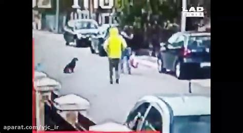 حمله سگ ولگرد به سارق کیف قاپ