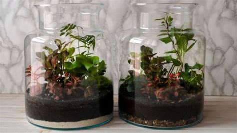 Terrarium Soil Layers And Their Functions With Pictures Smart