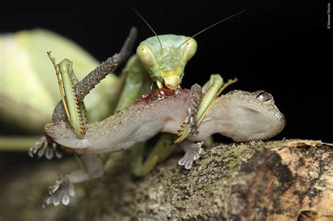 Praying Mantis Eats Gecko Alive
