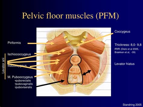 Ppt Exercise Fitness And The Pelvic Floor Kolding Sept 2013