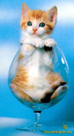 Feel free to browse hundreds of active classified puppy for sale listings, from dog breeders in pa and the surrounding areas. cute Kitty in wine glass