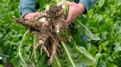 Edible Wild Food Blog Root Harvesting In Autumn Edible Wild Plants