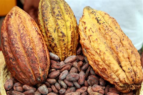 La Cumbre Mundial Del Cacao Se Instalará En Guayaquil Camae