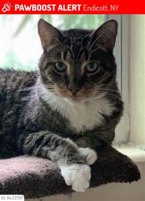 I found out he was just under our deck in the back the entire time and ever since that's where he always goes if he accidentally gets out. Lost Male Cat in Endicott, NY 13760 Named Buster (ID ...