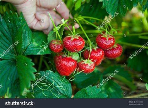 Closeup Fresh Organic Strawberries Growing On Stock Photo 75071788
