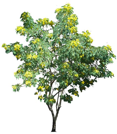 We did not find results for: Tropical Plant Pictures: Cassia Surattensis