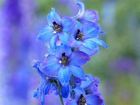 55 Most Amazing Blue Flowers That You Should Know Artofit