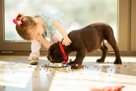 Dogs Teach Kids Responsibility Socialization Love And Friendship