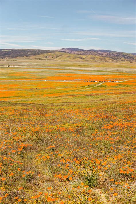 A Complete Guide To The Lancaster Poppies At Antelope Valley Poppy Reserve 2022 Pictures And Words