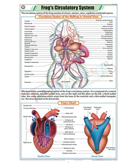 Frogs Circulatory System Chart Laminated With Rollers Teachingnest