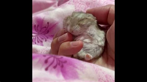 Adorable Hamster Falls Asleep To Lullaby In Owners Hand Youtube