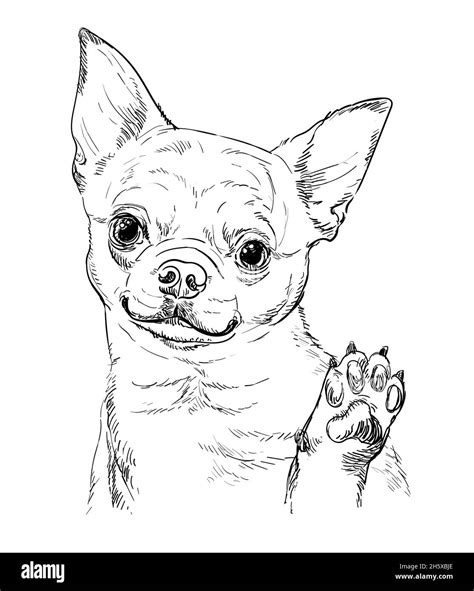 Realistic Chihuahua Dog Vector Hand Drawing Illustration Isolated On
