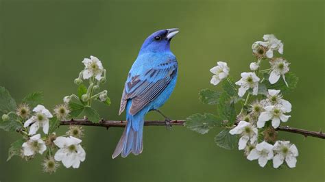 Blue Black Bird Is Standing On Flowers Plant Branch In Green Background