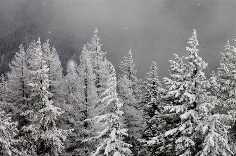 Snow Falling On Trees