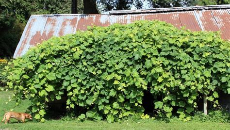 Rebar grape arbor one of my clients brought back this idea from switzerland of making a grape arbor out of rebar. DIY Grape Arbor Tutorial Homemade Food Junkie