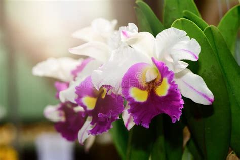 beautiful hybrid cattleya flower orchid stock image image of hybrid orchids 137792769