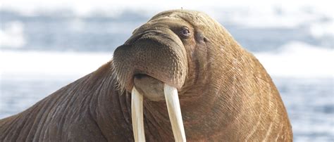 The Pacific Walrus Avoided Federal Protection And Alaskans Couldnt Be
