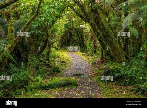 Hiking Path In Green Lush Temperate Rainforest Stock Photo Alamy