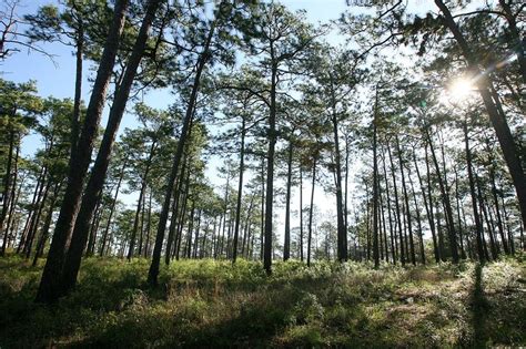 Healthy Ecosystems Quest For The Longleaf Pine Ecosystem