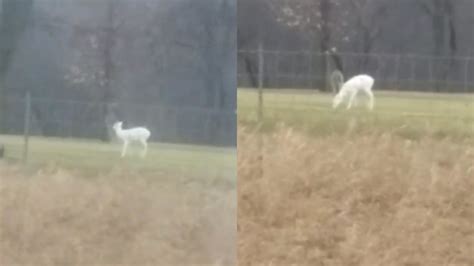 Video Rare Albino Deer Spotted In Oakland County