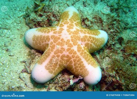 Underwater Scene With Granulated Sea Star Choriaster Granulatus Stock