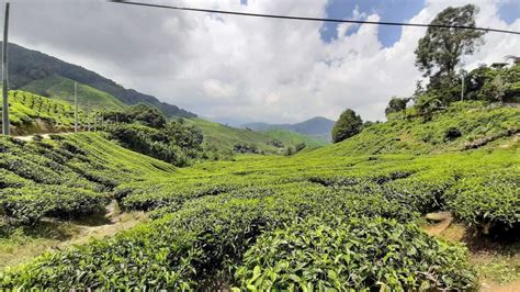 Bekijk andere ruimtes in en rondom tanah rata. A Guide to the Cameron Highlands Resort Town, Malaysia ...