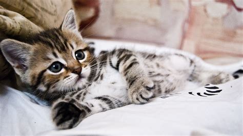 Kitten Lying Striped Small Cute 4k Hd Wallpapers Hd