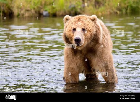 Kodiak Brown Bear Stock Photo Alamy