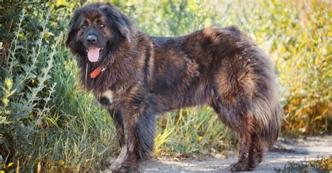 Russian Bear Dog Dog Breed Complete Guide Wiki Point